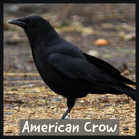 American Crow